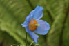 meconopsis - 1
